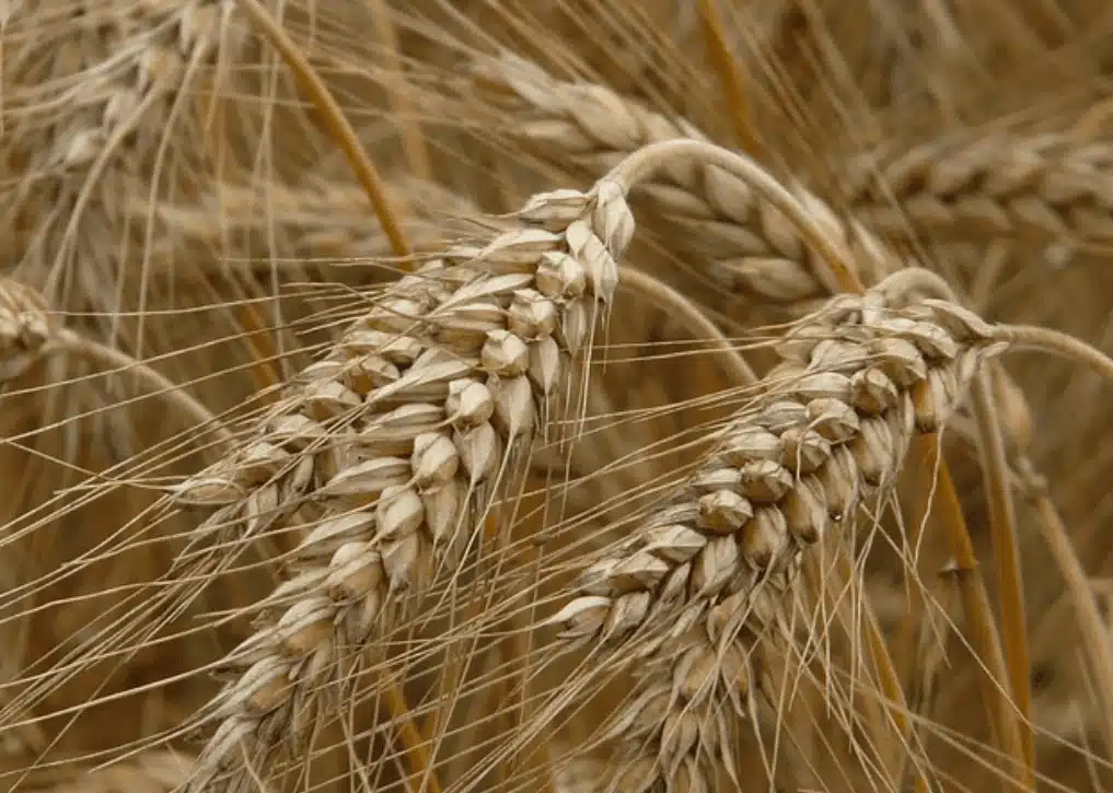I Cereali - Parti generali a scuola, appunti