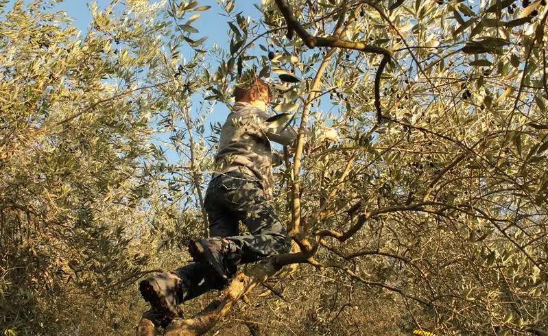 pigiatura o pressatura, le tecniche